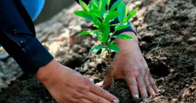 En el Día Nacional del Árbol, se sembraron 2.000 ejemplares en Apulo